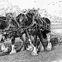 Pair of Shire Horses 1